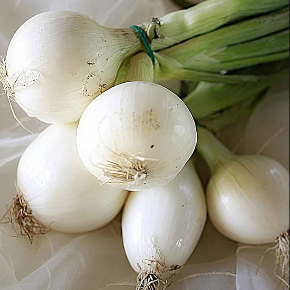 Sweet white onion plant grown from seeds with round white bulbs and mild, sweet flavor